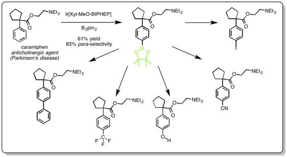 Derivatives of Caramiphen Synthesized by Para-selective C-H Borylation
