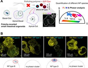 Figure | Principle of the phasor-FLIM barcoding approach and its application to studying the MNP interactions with small intestinal organoids