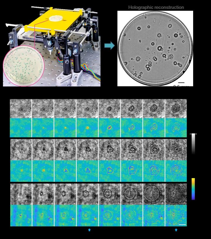 Deep learning-based early detection and classification of live bacteria