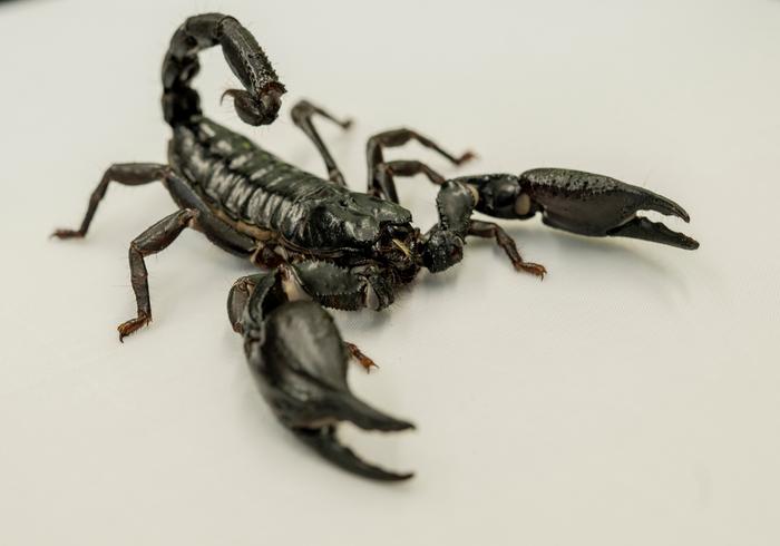 A Giant Asian forest scorpion (Heterometrus sp.)