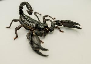 A Giant Asian forest scorpion (Heterometrus sp.)