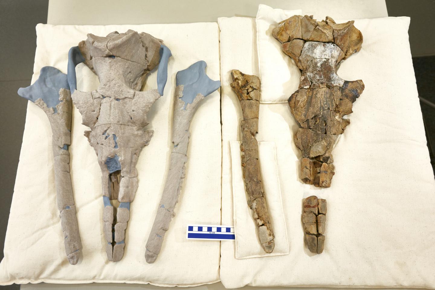 World-First Research Sheds Light on the Origin of the Baleen Whale 3