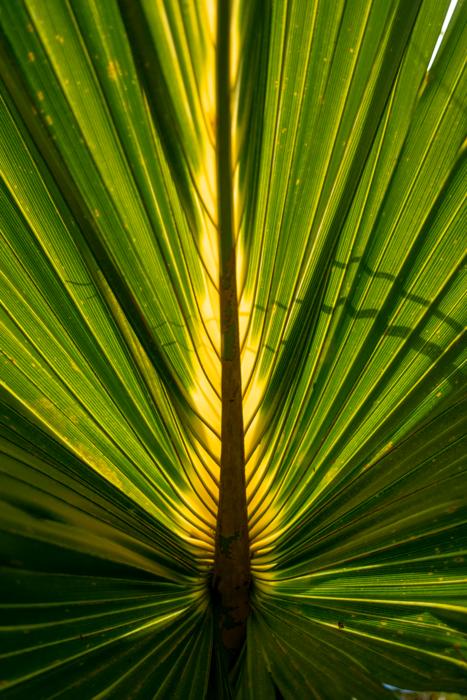 Palm Leaf