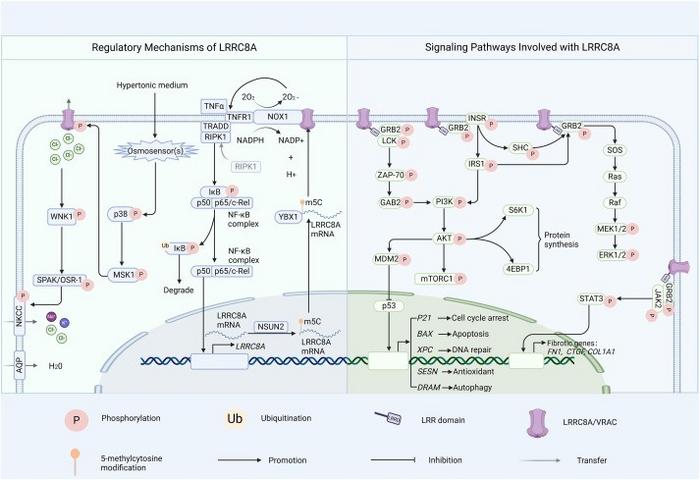 LRRC8A involved mechanisms