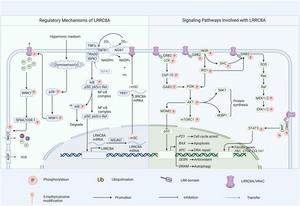LRRC8A involved mechanisms
