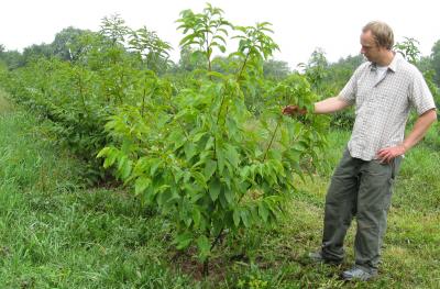 Douglass Jacobs examines a chestnut tree