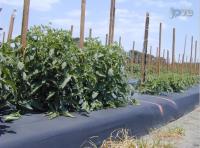 Threatened Agriculture