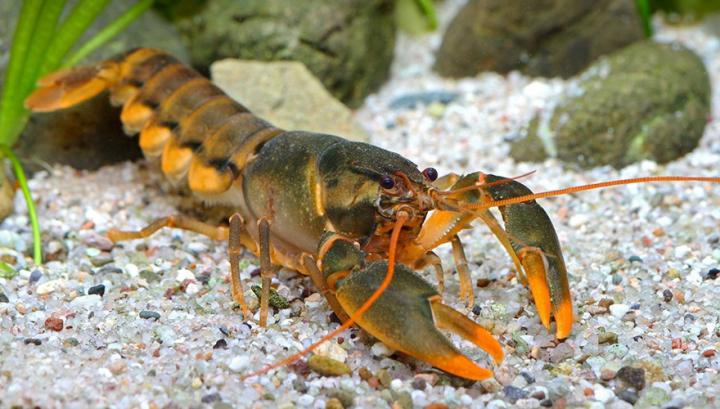 <i>Cherax snowden</i> 3