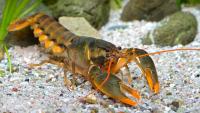 <i>Cherax snowden</i> 3