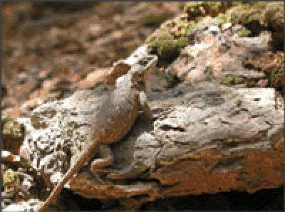 Eastern Fence Lizard