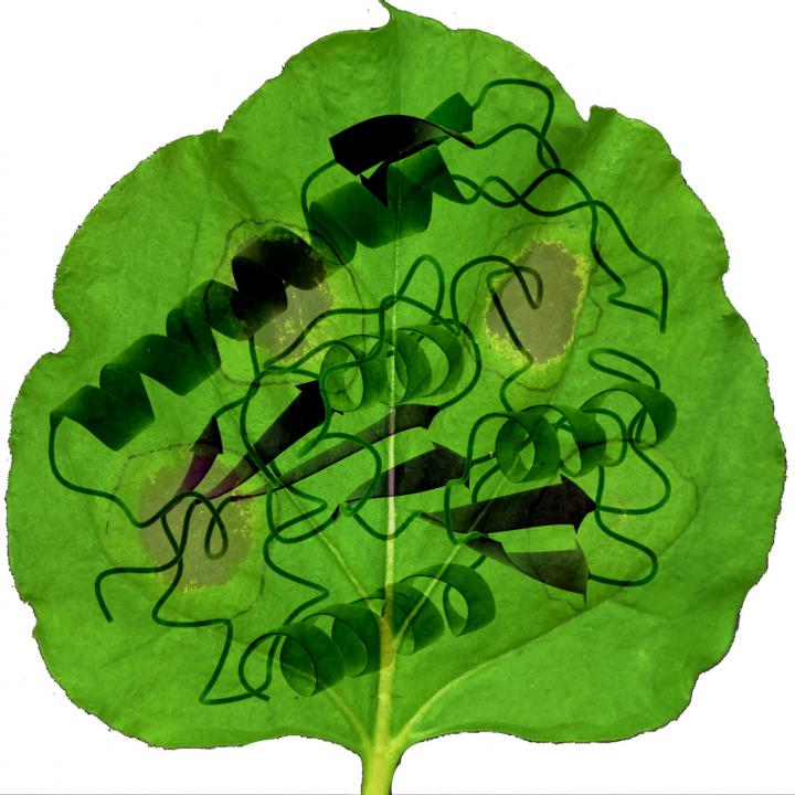 Chory lab -- Cartoon