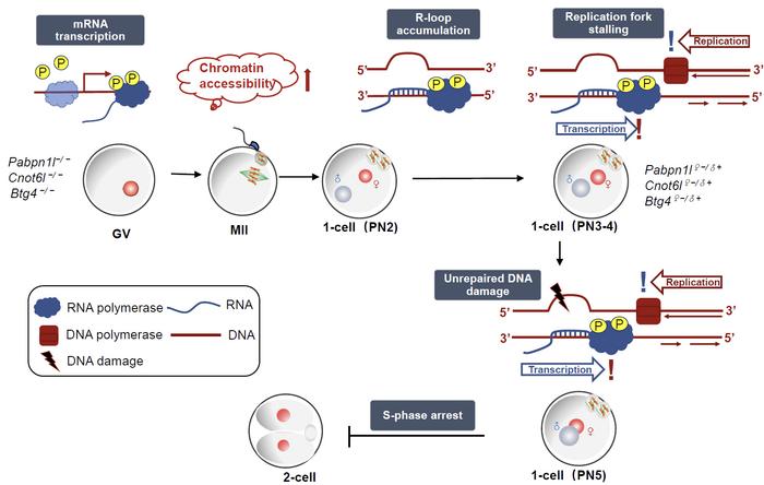 Mechanism of embryonic arrest caused by maternal mRNA decay failure and R-loop accumulation