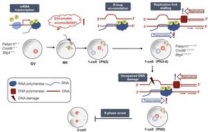 Mechanism of embryonic arrest caused by maternal mRNA decay failure and R-loop accumulation