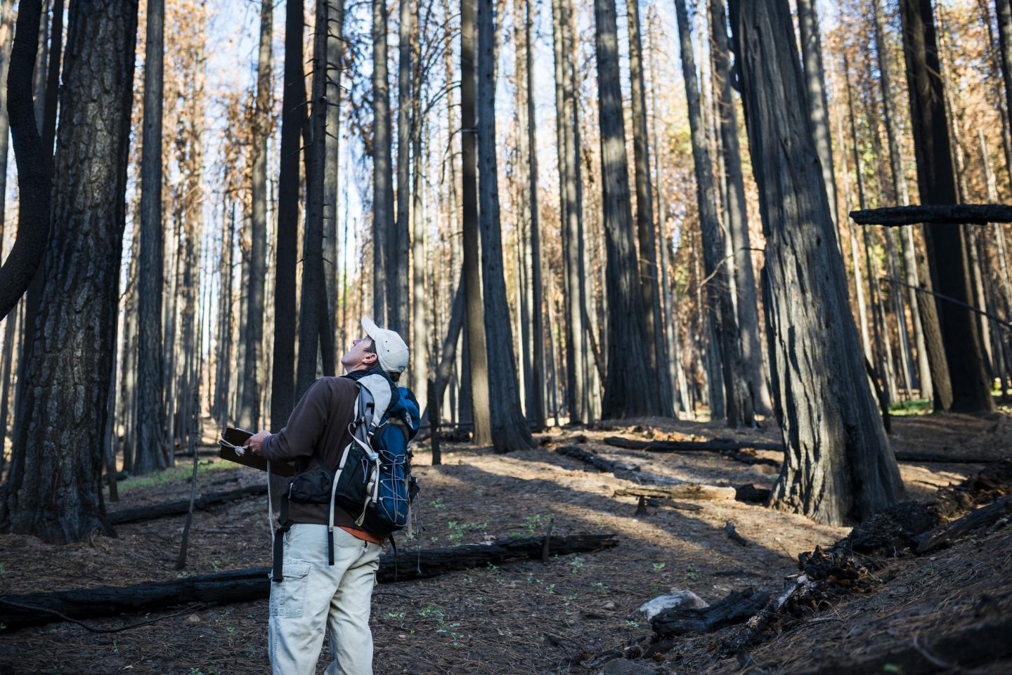Point Blue Scientist Recording Data in a Sierra Forest
