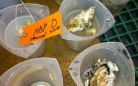 Oyster Larvae Containers