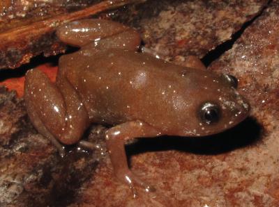 <i>Chiasmocleis quilombola<i>