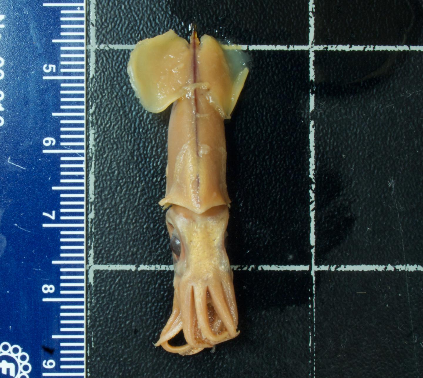 Pterygioteuthis Giardi