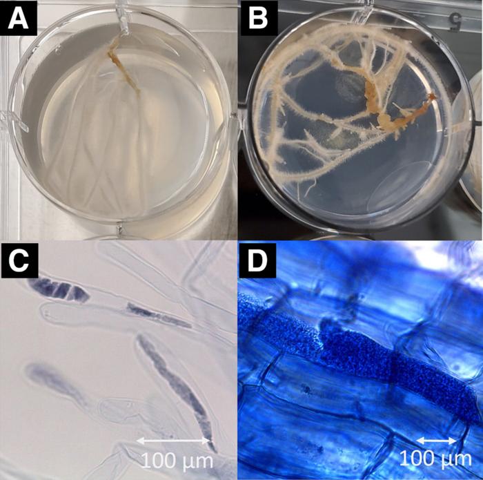 Infection of Spongospora subterranea f. sp. subterranea (Sss) in a hairy root culture system.