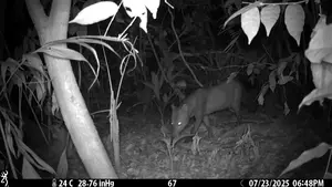 Short-eared dog on a video.