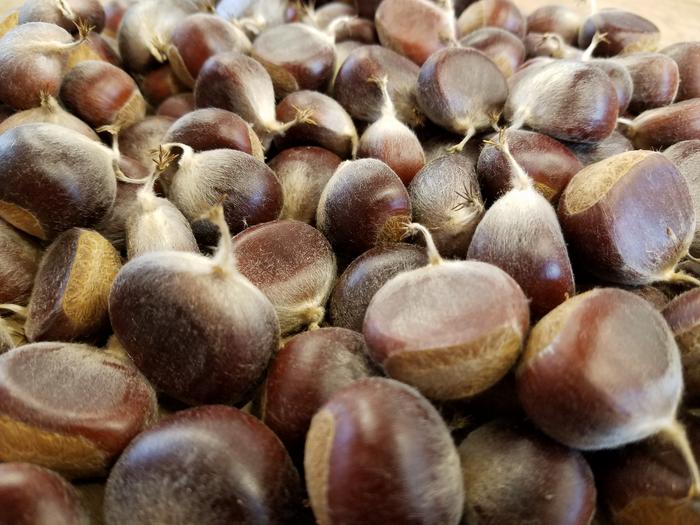 Harvested chestnuts