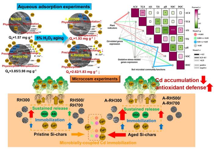 Influence of aged silicon-rich biochars (Si-chars) on leaf Cd accumulation in pakchoi (Brassica rapa subsp. chinensis): a pyrolysis temperature-dependent response
