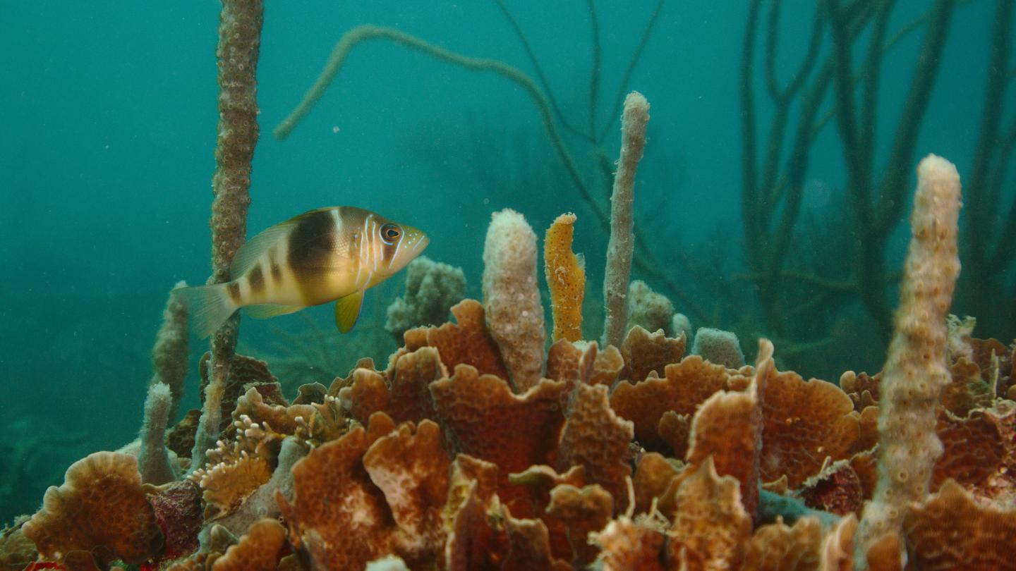 Barred Hamlet