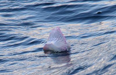 Portuguese Man-o-War Jellyfish