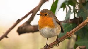 Robin
