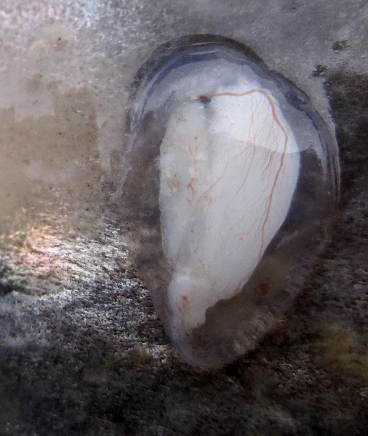 Otolith