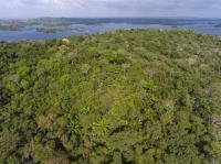 Secondary Forest