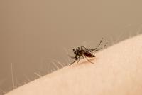 <i>Aedes aegypti</i> Mosquito