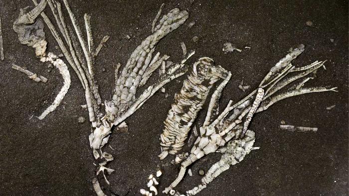 Dendrocrinus simcoensis - Crinoid Soft Tissue Fossil