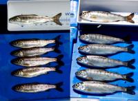 Coho Comparison, Cooler-Warmer