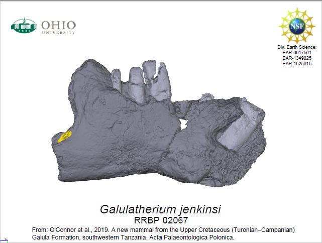 <em>Galulatherium jenkinsi</em>