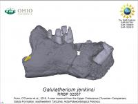 <em>Galulatherium jenkinsi</em>