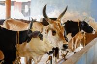 Tuberculosis Cows