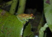 Specimen of Polka-Dot Treefrog <i>Boana Punctata</i>
