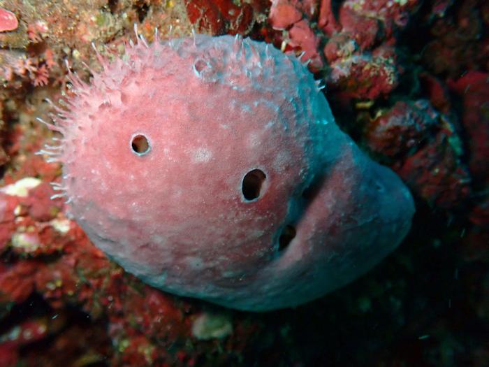 The branching worm, Ramisyllis kingghidorahi, at home: this sponge is its underwater natural habitat