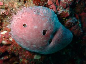 The branching worm, Ramisyllis kingghidorahi, at home: this sponge is its underwater natural habitat
