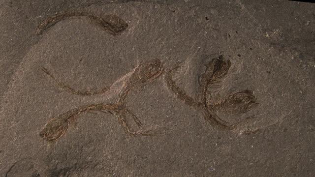 <em>Eobodotria muisca</em> (2 of 2)