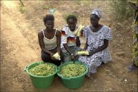 Cowpea Vendors