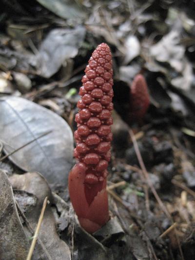 Male Inflorescence of <em>Balanophora laxiflora</em>
