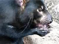 A Tasmanian Devil in Action