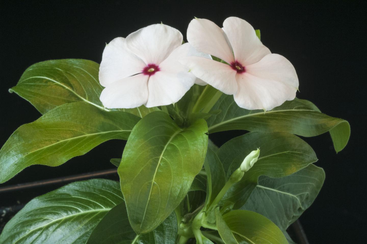 <em>Catharanthus roseus</em> (Madagascar Periwinkle)
