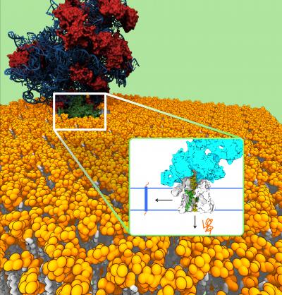Caltech Modeling Feat Sheds Light on Protein Channel's Function