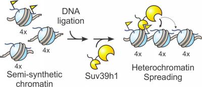 Graphical Abstract
