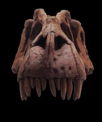 <i>Lythronax</i> Stare Down