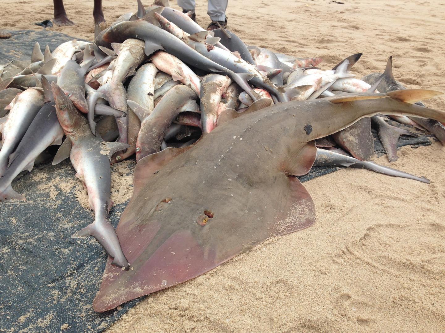 Overfishing
