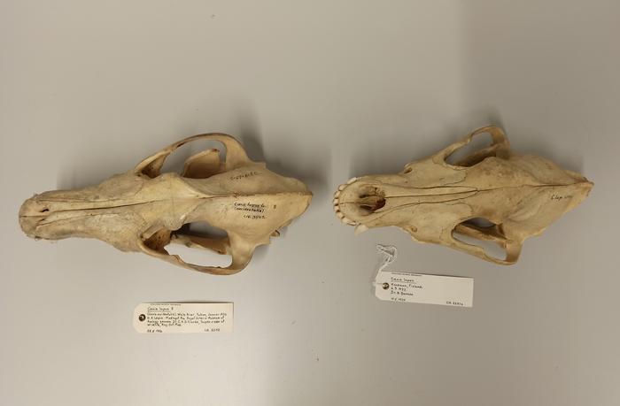 Compare Canadian and Finnish historical wiolf skulls