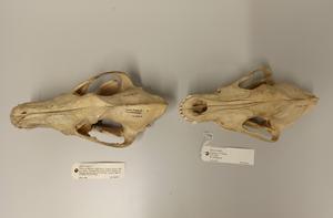 Compare Canadian and Finnish historical wiolf skulls